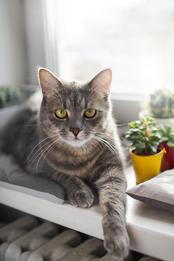 Sammy